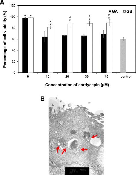 In Vitro Cytotoxicity Of The Ga And Gb Nanoparticles And Morphology Of