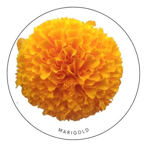 Marigold Seeds - Edible Gardens