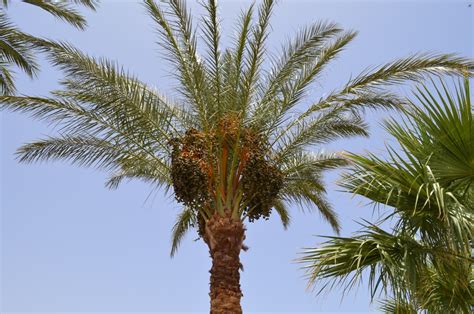 Растения египта