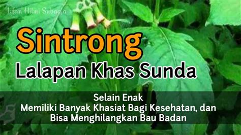 Manfaat Daun Sintrong Lalapan Khas Sunda Youtube