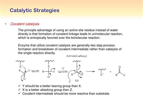 Ppt Advanced Bioprocess Engineering Enzymes And Enzymes Kinetics