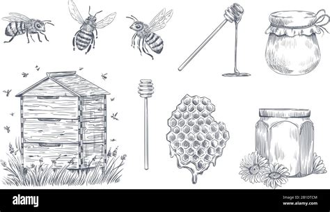 Honey Bees Engraving Hand Drawn Beekeeping Vintage Honey Farm And Honeyed Bee Pollen Vector