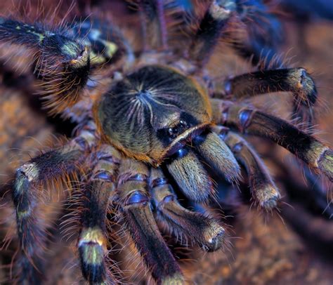 Poecilotheria Subfusca Highland 5 Inch Male Arachnids Tarantula