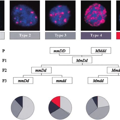 Chromatin Organization In Interphase Nuclei Of Single And Double