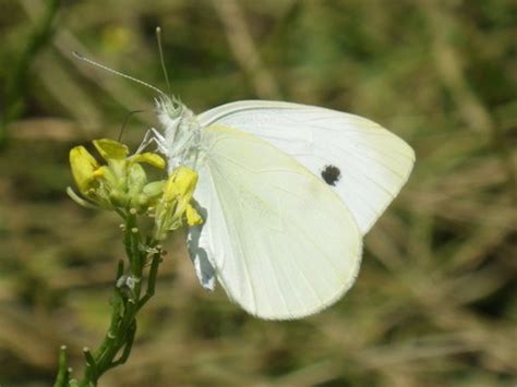 Mariposa Blanca Euroasi Tica De La Col Pieris Rapae Picture Insect