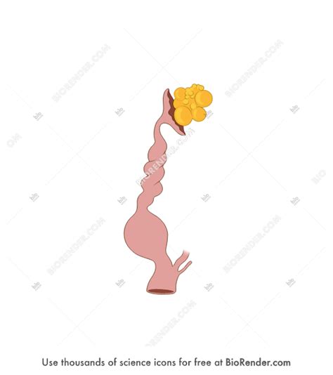 Free Bird Reproductive System Female Icons Symbols And Images Biorender