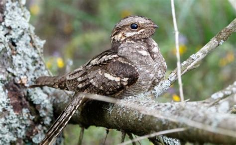 Nightjar Facts: Identification, Diet, Migration Info etc. - Binocular Base