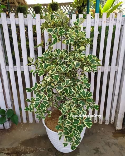 Ficus Triangularis Care Advanced Growing Strategies Detailed