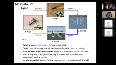 Mosquitoes And Insect Borne Diseases Youtube