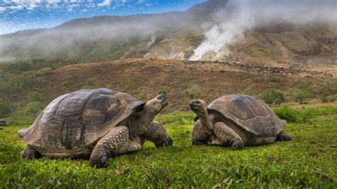 Volc N Alcedo Giant Tortoises Isabela Island Gal Pagos Ecuador