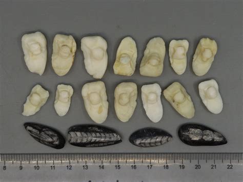 Lot 14 Ancient Fossil Shells 4 Fossil Creatures Morocco