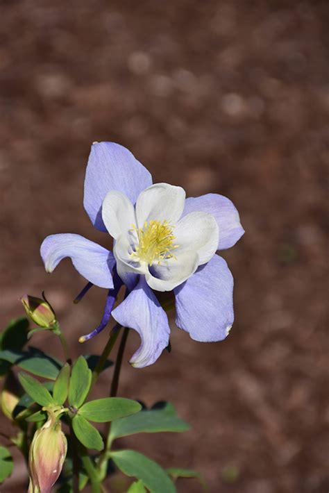 Earlybird Blue And White Columbine Aquilegia Pas1258485 In Waukesha Wisconsin Wi At Piala