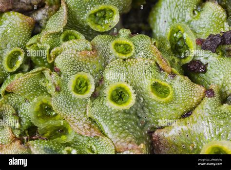 Liverwort, Gemma cups, Marchantia, thallus Stock Photo - Alamy