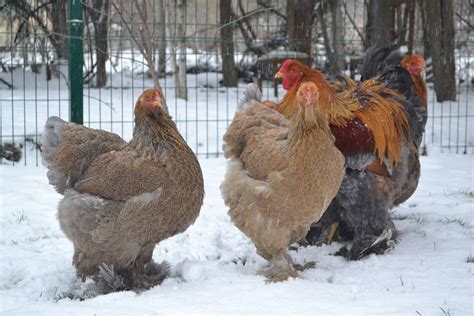 7 Blue Partridge Brahma Brouganjeremi