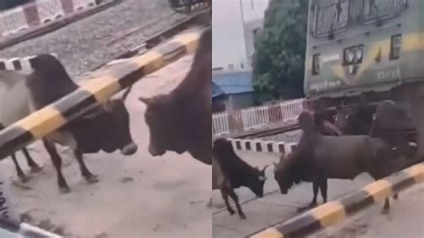 ट्रेन के लेट होने का एक अनोखा कारण सोशल मीडिया पर हुआ वायरल Video