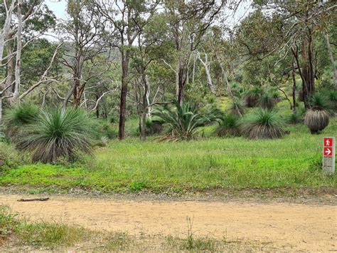 Grass Trees And Gum Trees Free Stock Photo Public Domain Pictures