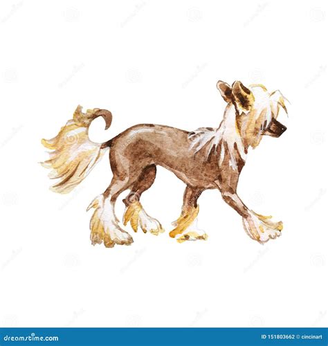 Watercolor Chinese Crested Dog Stock Illustration Illustration Of