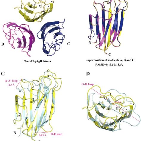 Overall structure of Dare-C1qAgD and its superposition with hC1qAgD. A ...