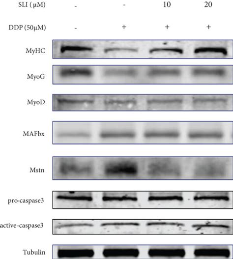 Effects Of SLI On C2C12 Myotube Differentiation And Degradation And