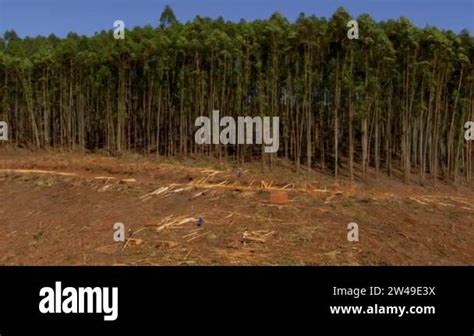 Deforestation Woodworking Factory Worker Is Sawing A Tree Cuts A