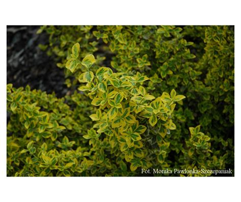 Euonymus Fortunei Emerald N Gold Trzmielina Fortune A