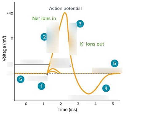 Action Potential Chart Diagram Quizlet