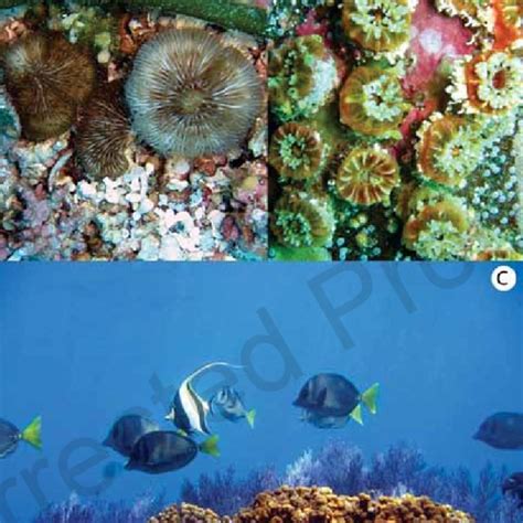 Pdf Corals And Coral Reef Communities In The Gulf Of California