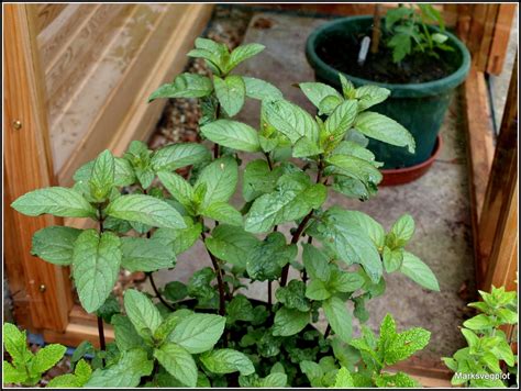 Marks Veg Plot Culinary Herbs