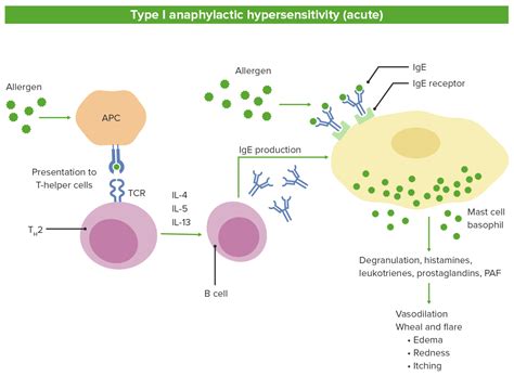 Type I Hypersensitivity Reaction Concise Medical Knowledge