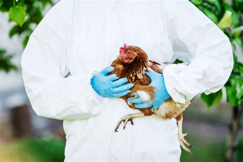 La Influenza Aviar Se Está Propagando Rápidamente Entre Las Parvadas De Aves De Corral En Los