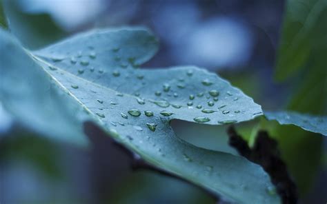 Wallpaper Water Nature Branch Green Frost Dew Tree Leaf