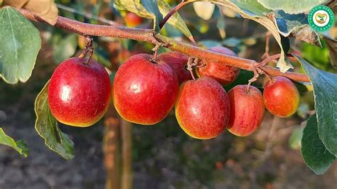 Miss India Apple Ber