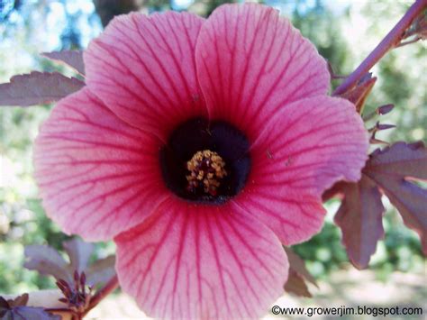 Garden Adventures: Hibiscus acetosella