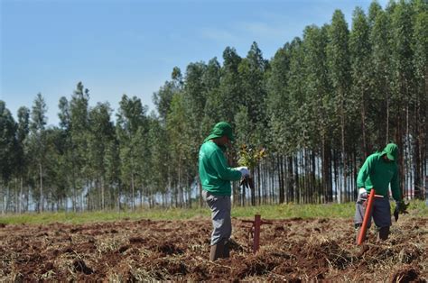 Setor Florestal Gerou Aumento De Novos Empregos No Primeiro Trimestre