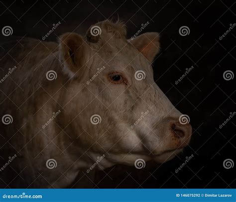 Charolais Bull`s Head Stock Photo Image Of Head Grass 146075292