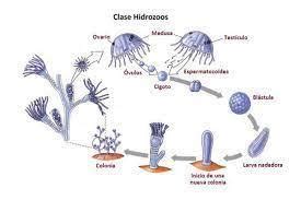 C Mo Se Reproduce Una Medusa Brainly Lat