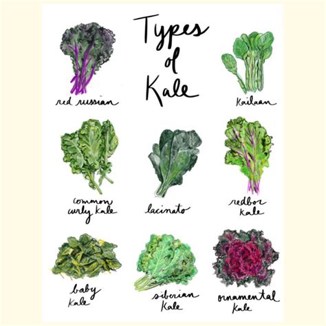 16 Different Types Of Kale Varieties With Pictures Artofit