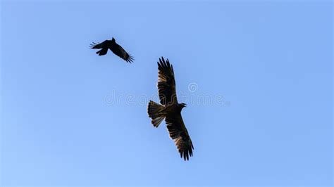 Crow Chasing A Large Eagle In Clear Blue Skies Stock Photo Image Of