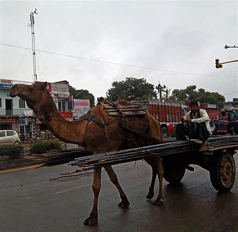 Stock Pictures: Camel cart and Bullock cart