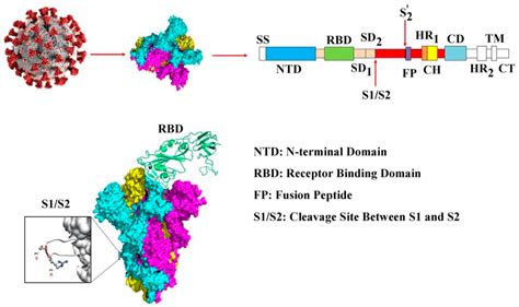 Covid Free Full Text Deactivation Of Sars Cov 2 Via Shielding Of