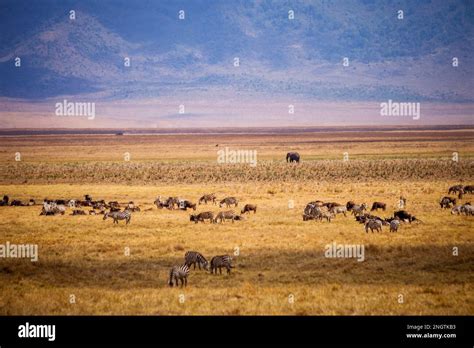 Herd Of Wild Animals Ngorongoro Crater Wildlife Africa Tansania Stock