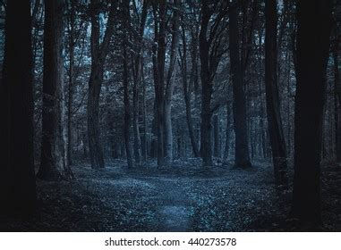 Dark Forest Autumn Fog Stock Photo 1938421762 Shutterstock