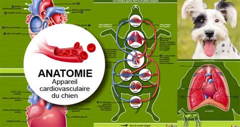 Anatomie appareil cardiovasculaire chien Conseils vétérinaires