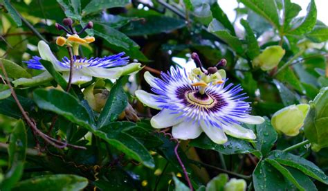 Passiflora Caerulea Key Facts Growth And Care Tips