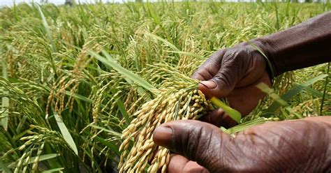 Campagne Agricole Paysanneduterroir