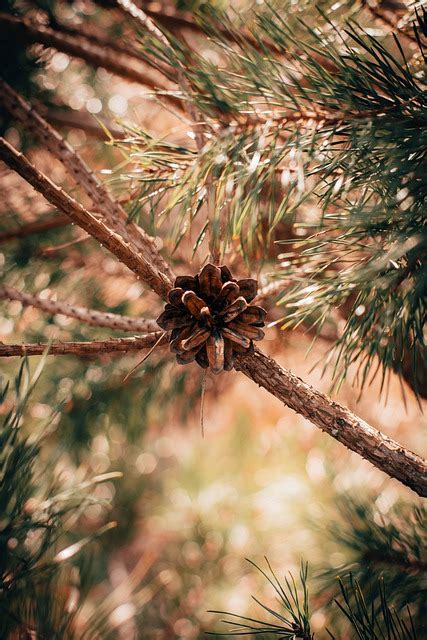 Pine Cone Needles - Free photo on Pixabay