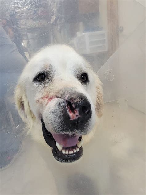 Affordable Vet Care Trenton Mo
