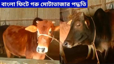 গরু মোটাতাজা করন ও দেশী গরু পালন পদ্ধতি গরুর খাদ্য Sammi Agro Youtube