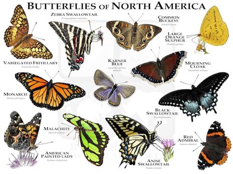 Butterflies Of North America Poster Print Etsy