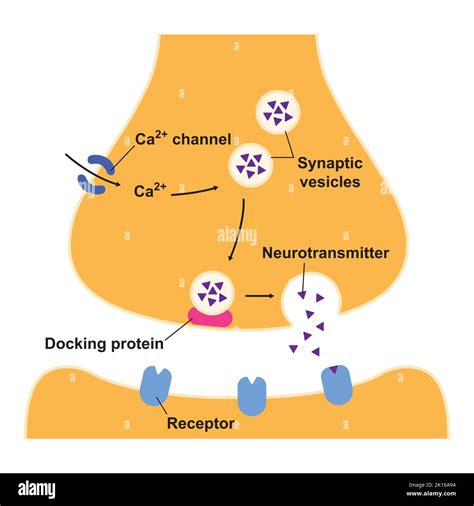 Scientific Designing Of Synapse Structure The Synaptic Transmission